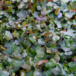 English Ivy - Vines & Climbers - Perennials