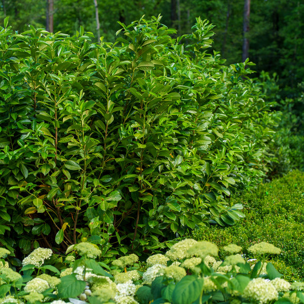 English Laurel