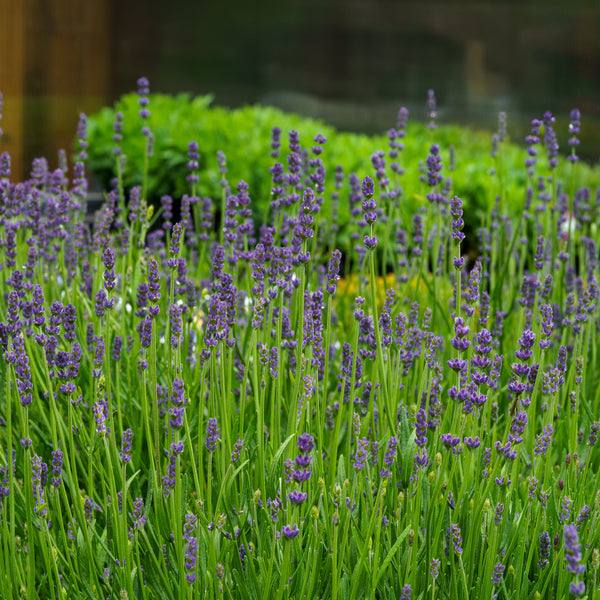 English Lavender