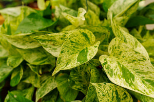 Marble Queen Pothos