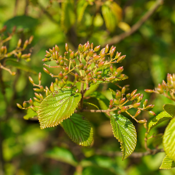 Erie Linden Viburnum