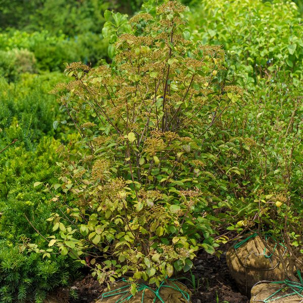 Erie Linden Viburnum