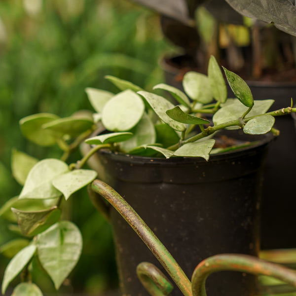 Eskimo Hoya