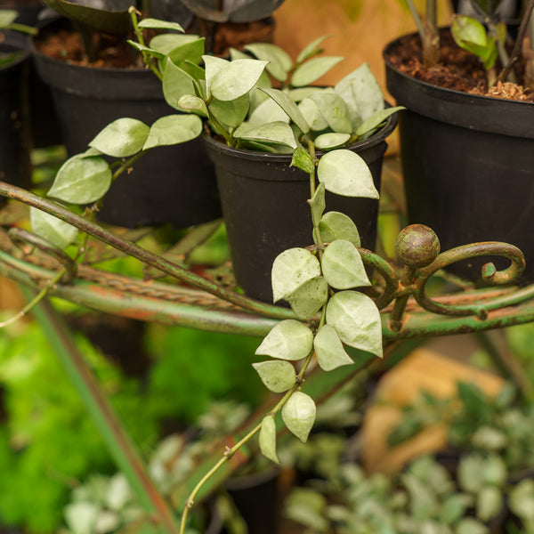 Eskimo Hoya