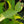 Load image into Gallery viewer, Eucalyptus
