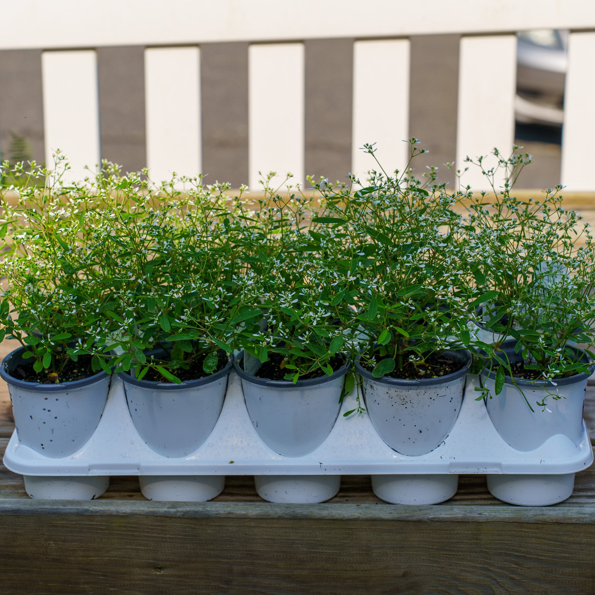 Diamond Frost Euphorbia – Plant Detectives