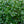 Load image into Gallery viewer, Diamond Frost Euphorbia
