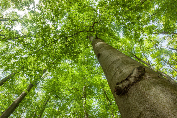 European Beech - Beech - Shade Trees