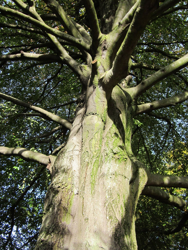 European Beech - Beech - Shade Trees