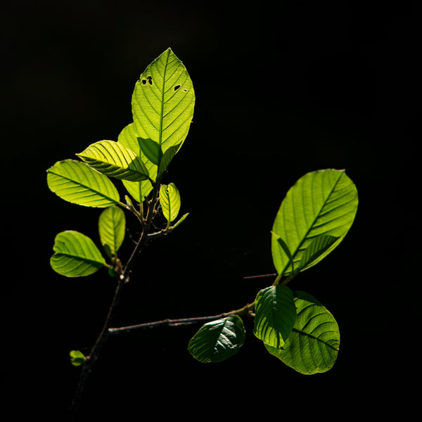 European Beech - Beech - Shade Trees