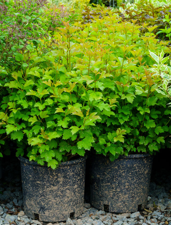 European Cranberry Bush - Viburnum - Shrubs