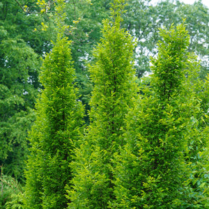 Pyramidal European Hornbeam - Hornbeam - Shade Trees