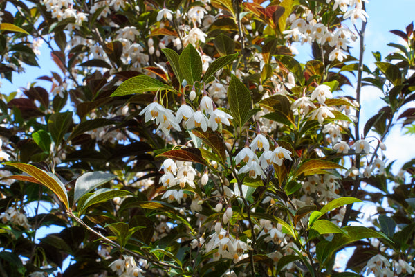 Evening Light Japanese Snowbell