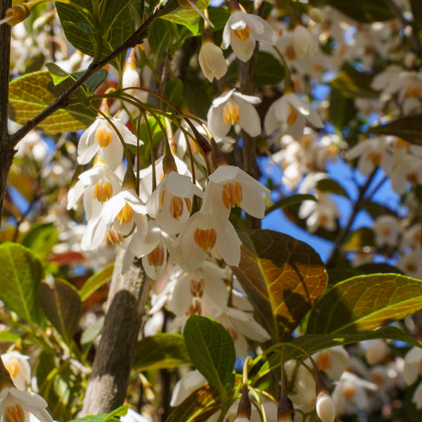 Evening Light Japanese Snowbell