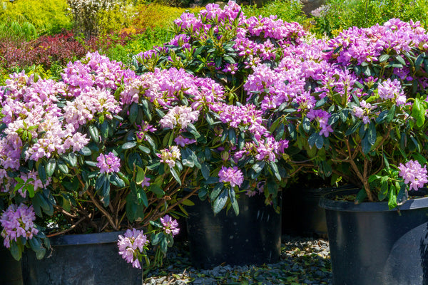 Everestianum Rhododendron - Rhododendron - Shrubs