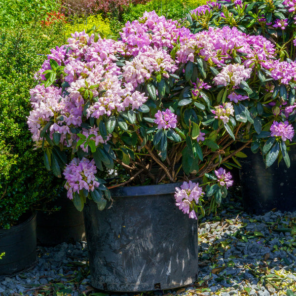 rhododendron philodendron Everestianum Rhododendron – Plant Detectives