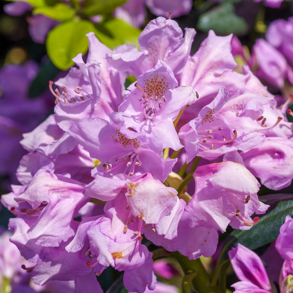 Everestianum Rhododendron - Rhododendron - Shrubs