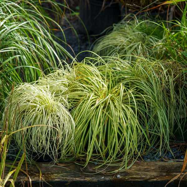 Evergold Sedge