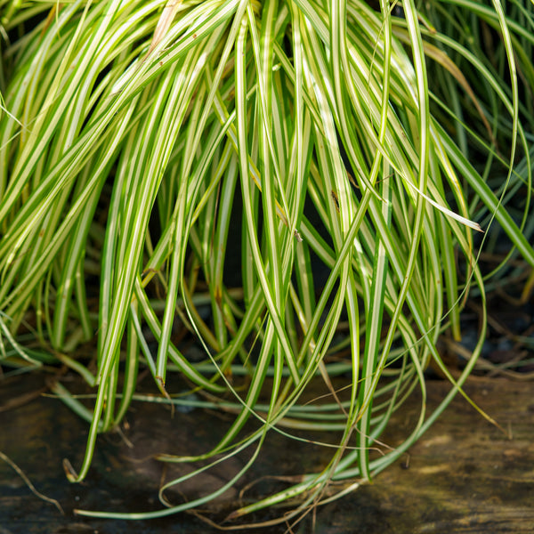 Evergold Sedge