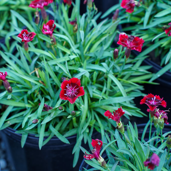 Everlast Red Dianthus