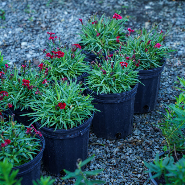 Everlast Red Dianthus