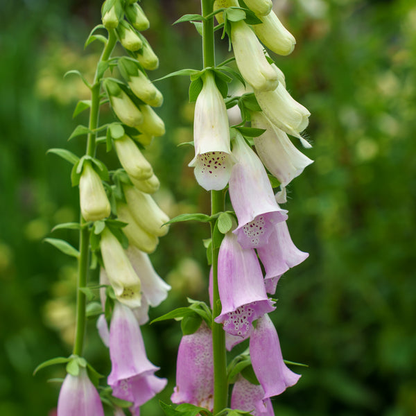 Excelsior Group Foxglove