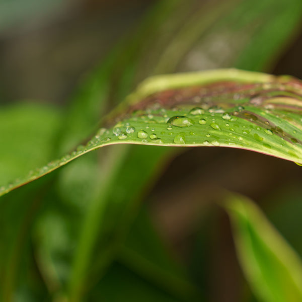 Exotica Ti Plant