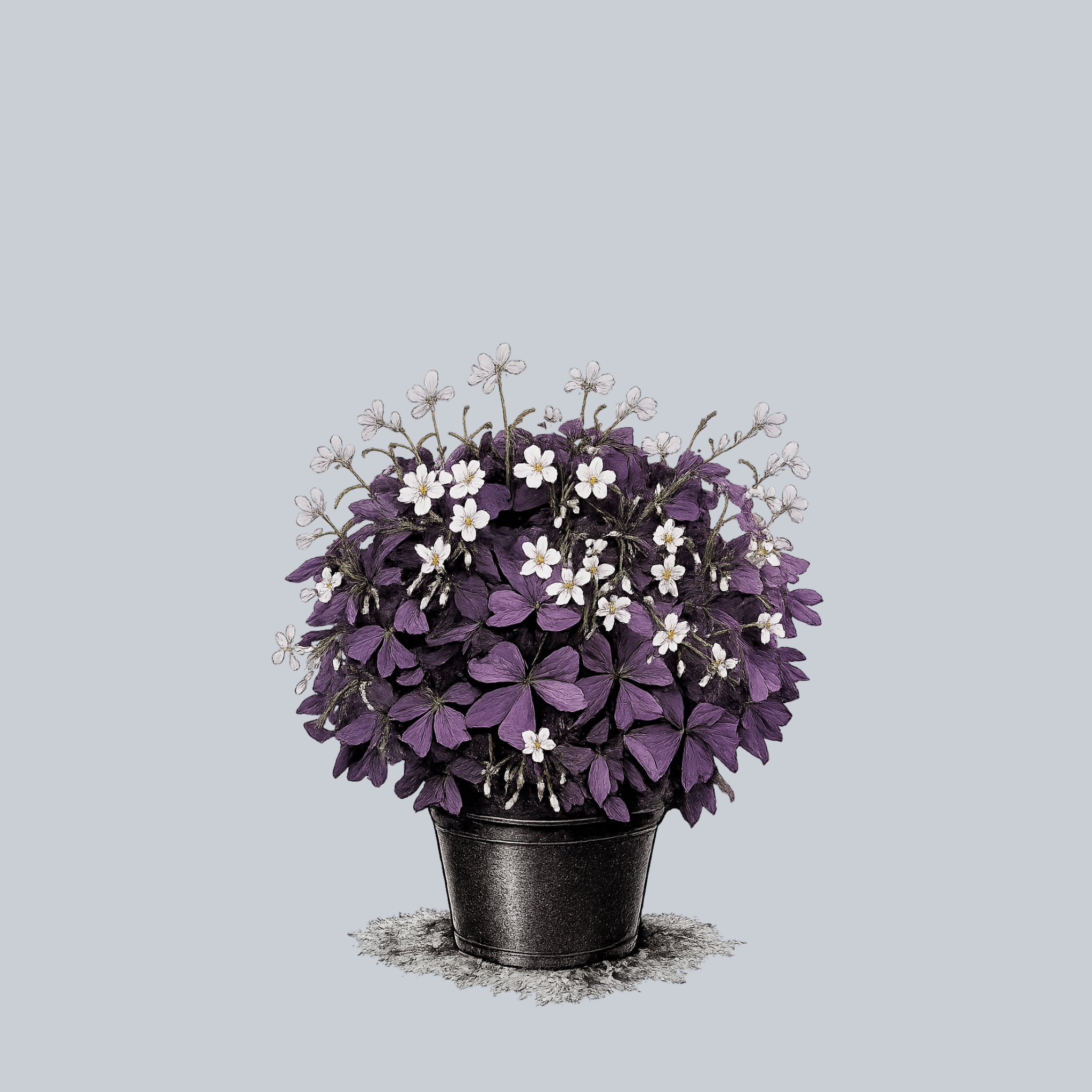 False Shamrock (Oxalis)  Plant Detectives