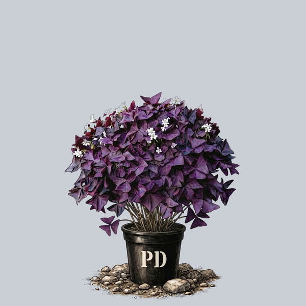 purple clover house plant False Shamrock – Plant Detectives
