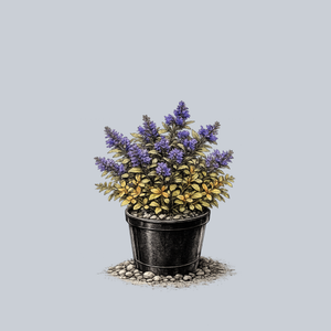 Fancy Finch Bugleweed