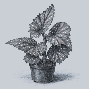 Fannie Moser Begonia