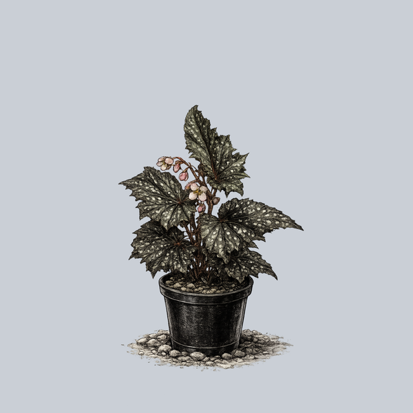 Fannie Moser Begonia