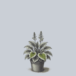 Fantabulous Hosta