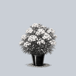 Fashionably Early Crystal Phlox