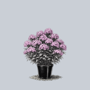 Fashionably Early Flamingo Tall Garden Phlox