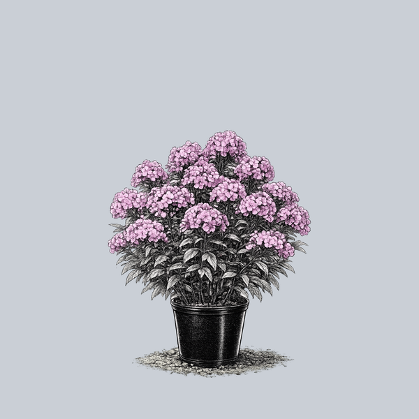Fashionably Early Flamingo Tall Garden Phlox