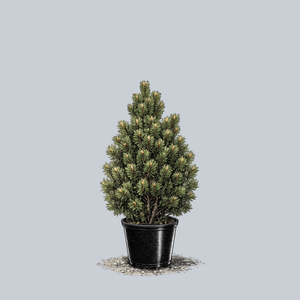 Fastigiata Mugo Pine