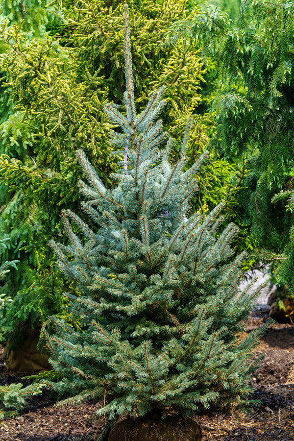 Fat Albert Colorado Blue Spruce - Spruce - Conifers