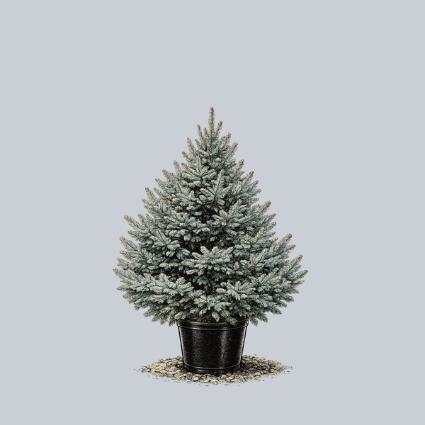 Fat Albert Colorado Spruce