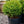 Load image into Gallery viewer, Fat Cat Norway Spruce - Spruce - Conifers
