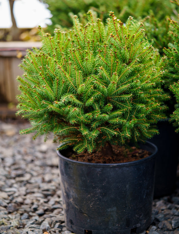 Fat Cat Norway Spruce - Spruce - Conifers