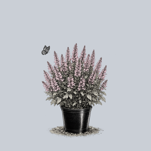 Feathers Flamingo Meadow Sage