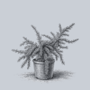 Feelin' Blue Deodar Cedar