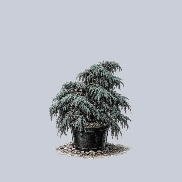 Feelin' Blue Deodar Cedar