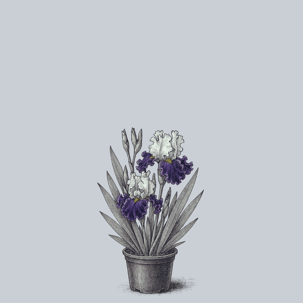 Feel The Thunder Bearded Iris