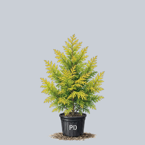 Fernspray Gold Hinoki Cypress