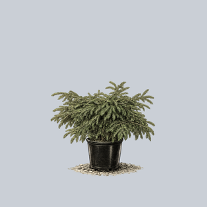 Ferny Creek Prostrate Oriental Spruce