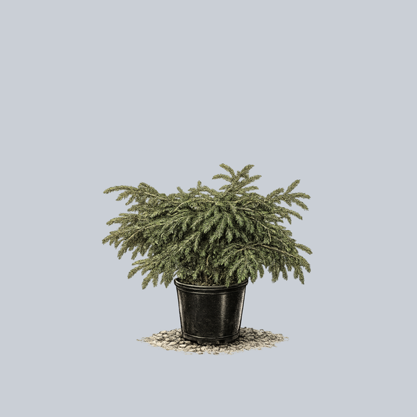 Ferny Creek Prostrate Oriental Spruce