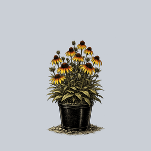 Fiery Meadow Mama Coneflower