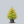 Load image into Gallery viewer, Filifera Aurea Sawara Cypress
